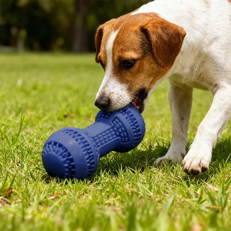 Safe and Fun Chew Toy
