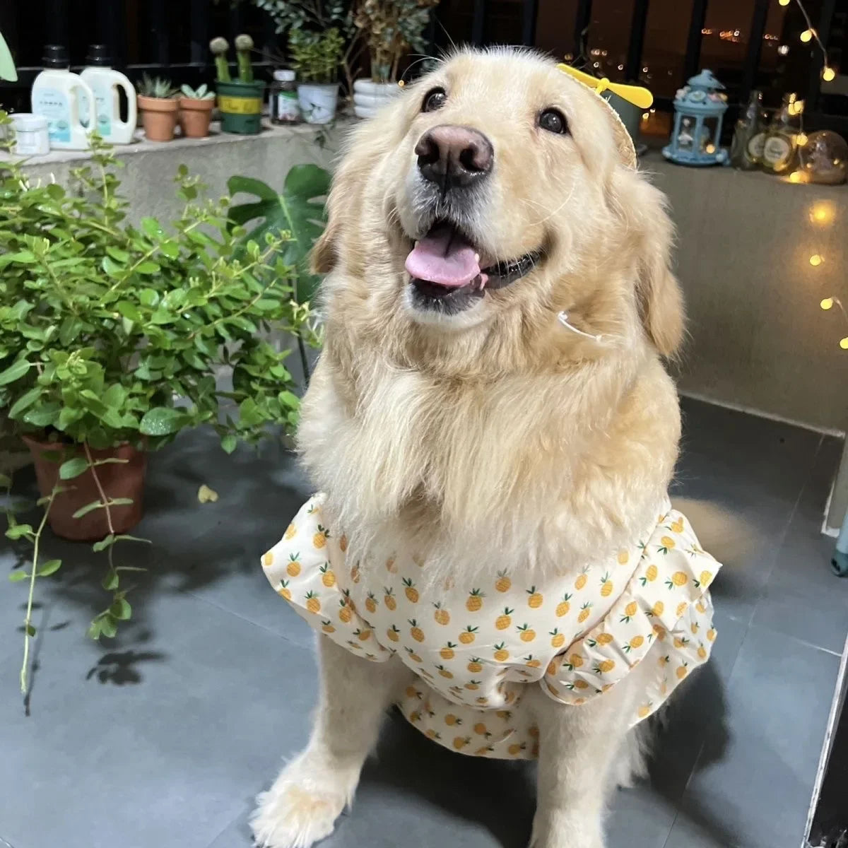 Summer Print Dog Shirt Dress