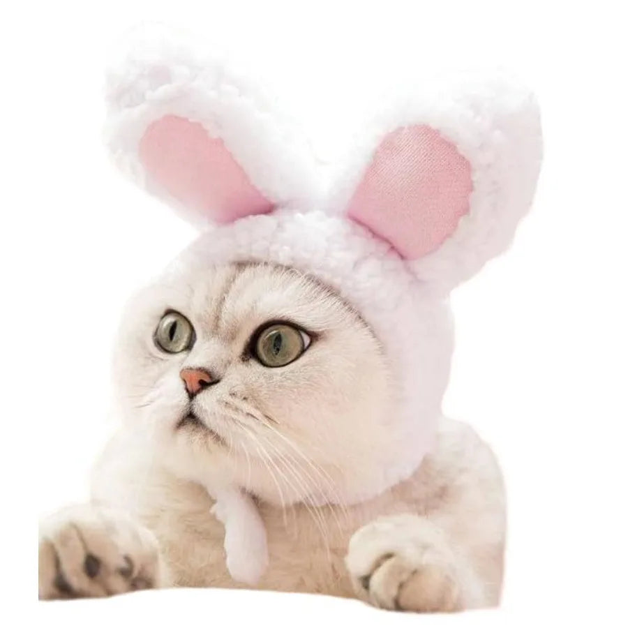 Fun Pet Costume for Halloween and Pictures